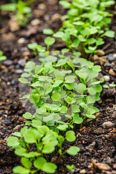 Organic salad seedlings or sapling lettuce in vegetable garden