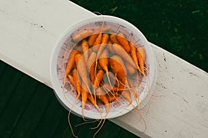 organic self-grown crunchy carrots photo