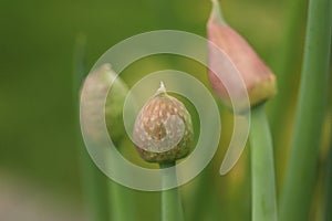 Organic slightly pink chive seed pod