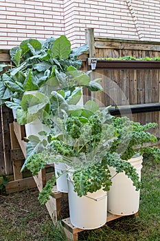 Organic small space gardening using recycled wine buckets and stairs