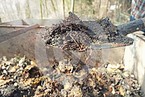 Organic soil, humus, compost and earthworms on shovel over compost heap. Vermicomposting, vermiculture, homemade worm composting. photo