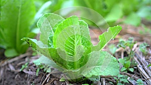 Organic soil vegetable farm cover with hays growing cos or romaine salad veggie