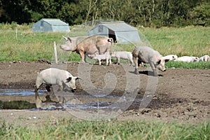 Organic sow and piglets