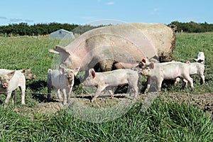 Organic sow and piglets