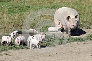 Organic sow with piglets