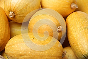 Organic spaghetti squash Cucurbita pepo vegetable