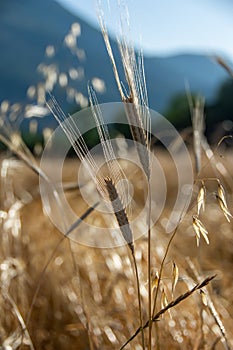 Organic spelt Triticum spelta and oat Avena sativa in a field at dawn