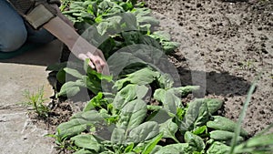 Organic spinach in the garden.