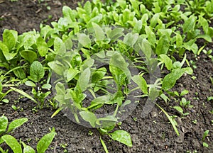 Organic spinach seedling rows growing in the vegetable garden