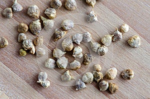 Organic Spinach Seeds Close-Up