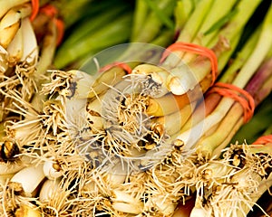 Organic Spring Onion Bunchs