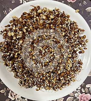 Organic sprouted horse gram