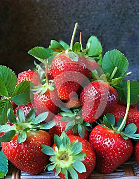 Organic strawberries in all their hues and shapes.