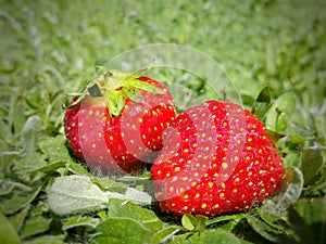 Organic strawberries in ecological garden