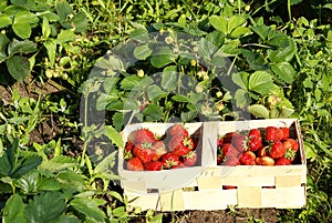 Organic strawberries on field