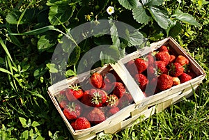 Organic strawberries on field