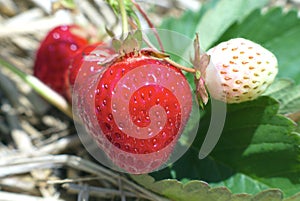 Strawberries field red and white organic fruits natural sugar dessert