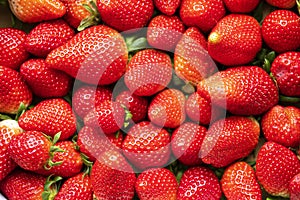 Organic strawberries handpicked