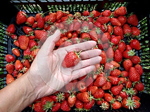 Organic strawberries harvest with one fruit in producer`s hand