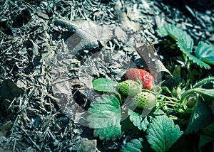 Organic strawberries plant with red and green strawberry at homegrown garden in Texas, USA