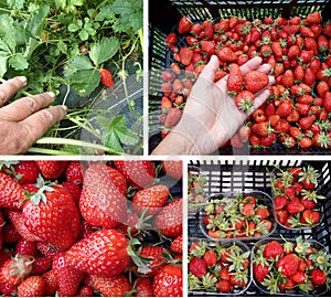 Organic strawberries producing and harvest