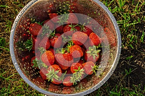 Organic strawberries. Strawberries in a colander