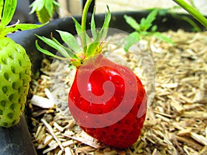Organic strawberry