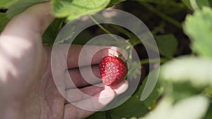 Organic strawberry berry found by harvester on eco-farm.