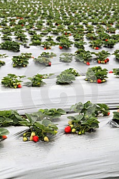 Organic strawberry farm