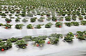 Organic strawberry farm