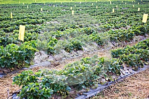 Organic strawberry farming