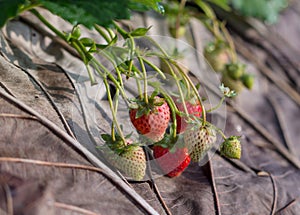 Organic strawberry fields