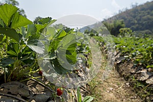 Organic strawberry fields