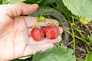 Organic strawberry in hand, close-up