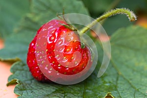 Organic strawberry on the leaves