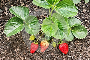 Organic strawberry plant with ripening strawberries