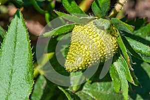 Organic strawberry unripe