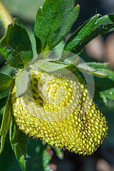 Organic strawberry unripe