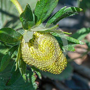 Organic strawberry unripe