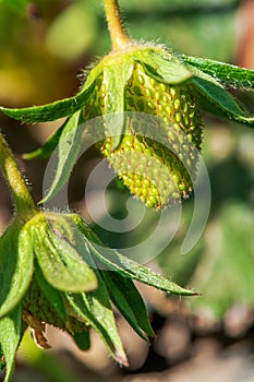 Organic strawberry unripe