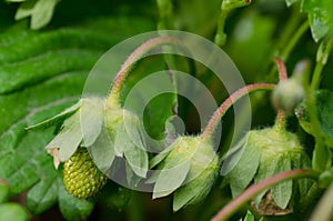 Organic strawberry unripe