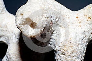 Organic structure of a white coral