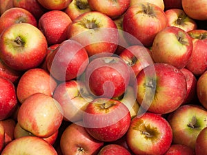 Organic Sundowner Apples photo