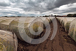 Organic sustainable growing oilseed rape experiment in controlled conditions