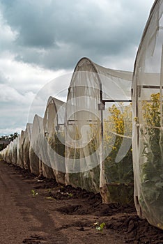 Organic sustainable growing oilseed rape experiment in controlled conditions