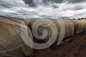 Organic sustainable growing oilseed rape experiment in controlled conditions