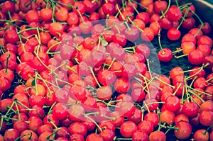 Organic sweet cherries after sorting and processing on conveyor belt in Washington, USA