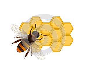 Organic sweet nutrition symbol with honeybee