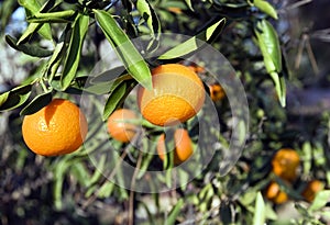 Organic Tangerines on Tree photo