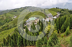 Organic Tea Garden in Darjeeling district